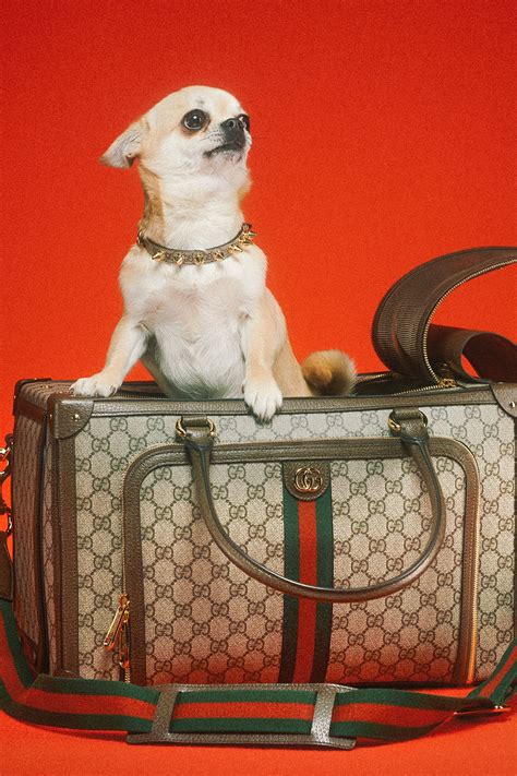 dog in gucci|Gucci dogs for sale.